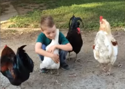 Chłopiec obserwuje kury. Jedna z nich robi coś, czego się nie spodziewacie!