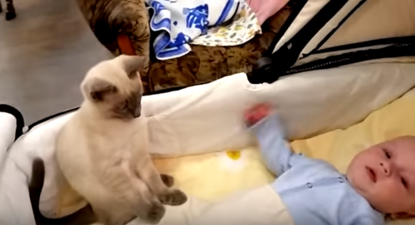 Kot i niemowlę? Zobacz, co zrobił ten kociak z nóżką dziecka!