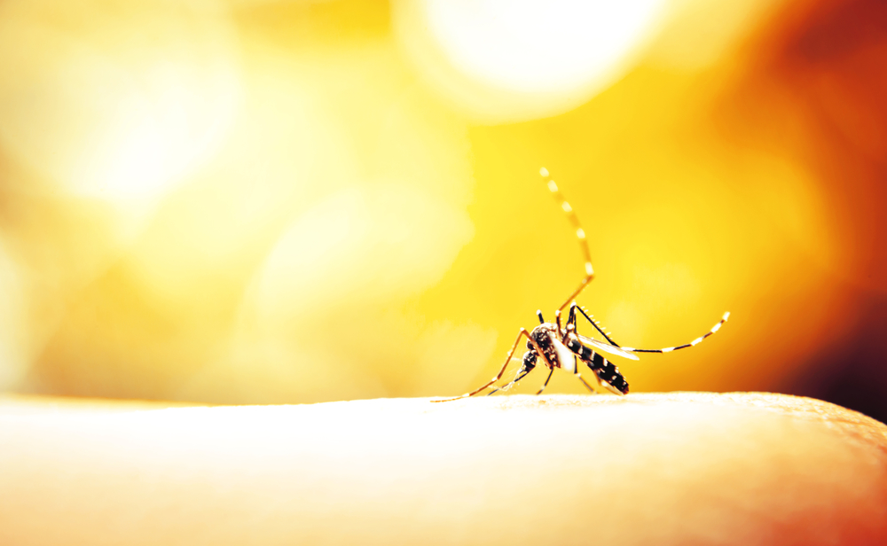 Sprawdzone i naturalne metody na komary