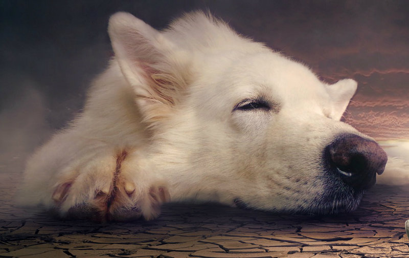Sennik: pies. Jakie jest znaczenie snów o psie?