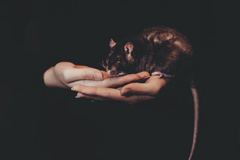 Sennik: szczur. Jak interpretować sen o szczurze?