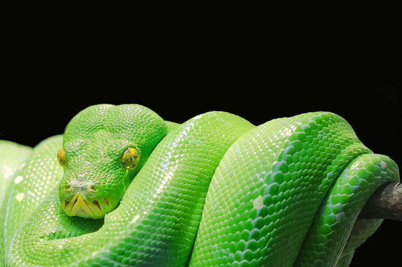 Sennik – wąż