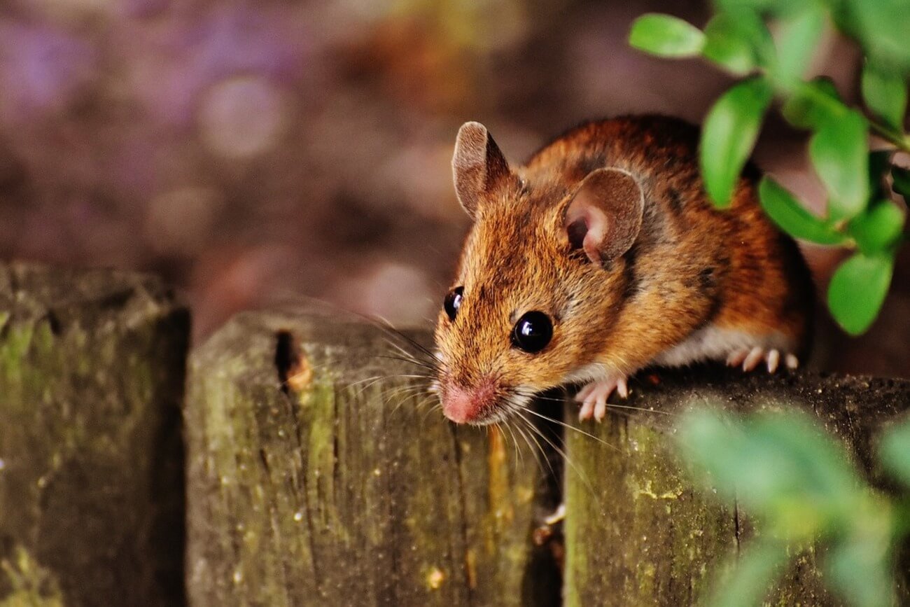 Sennik: Myszy. Co oznacza sen o myszach?
