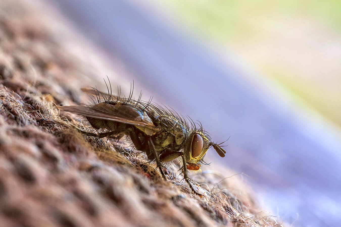 Gdzie znaleźć gniazdo much w domu? Te metody pomogą uporać się z owadami
