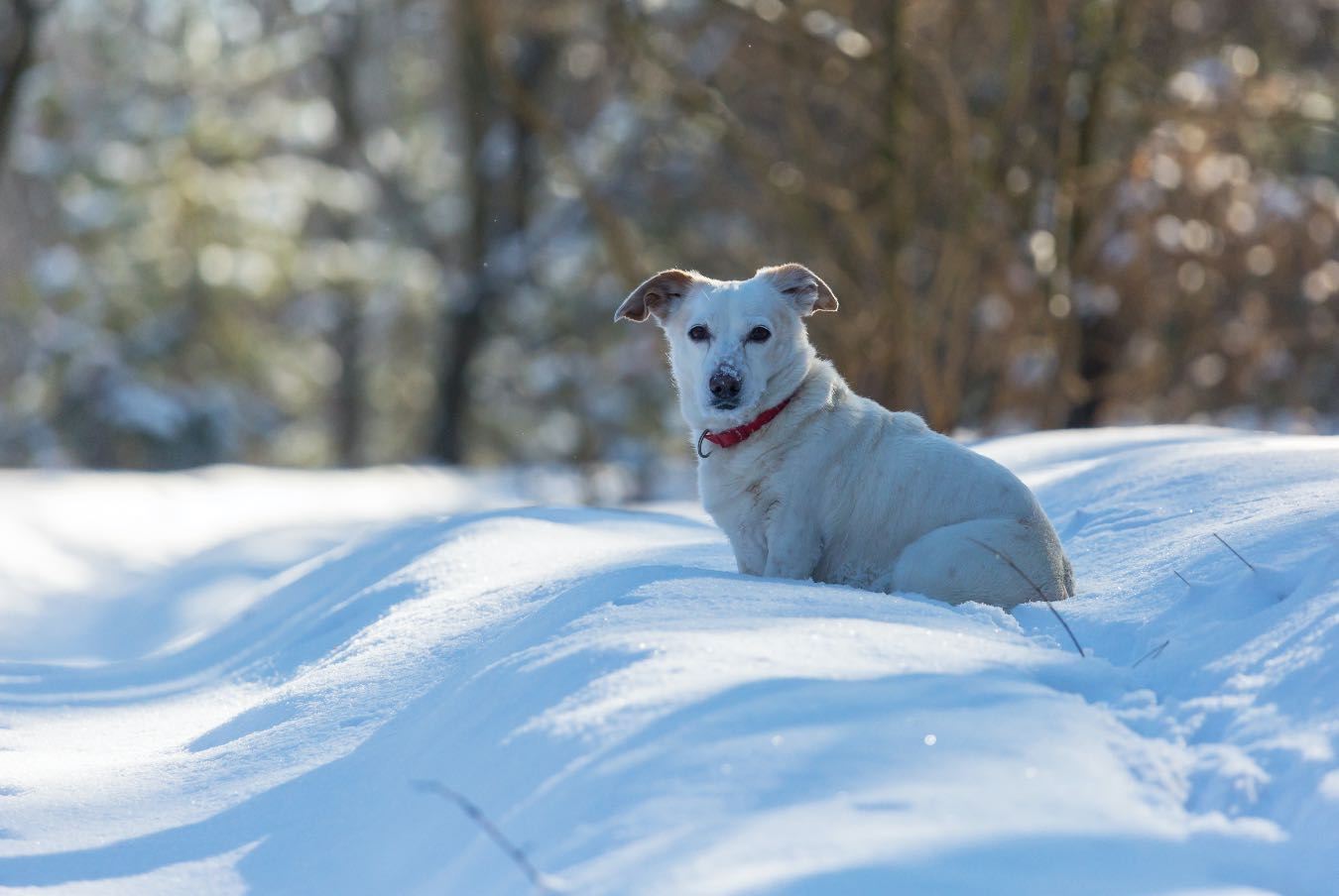 Pies na dworze – do jakiej temperatury? Jak zadbać o pupila zimą? Za brak odpowiedniej opieki grożą konsekwencje