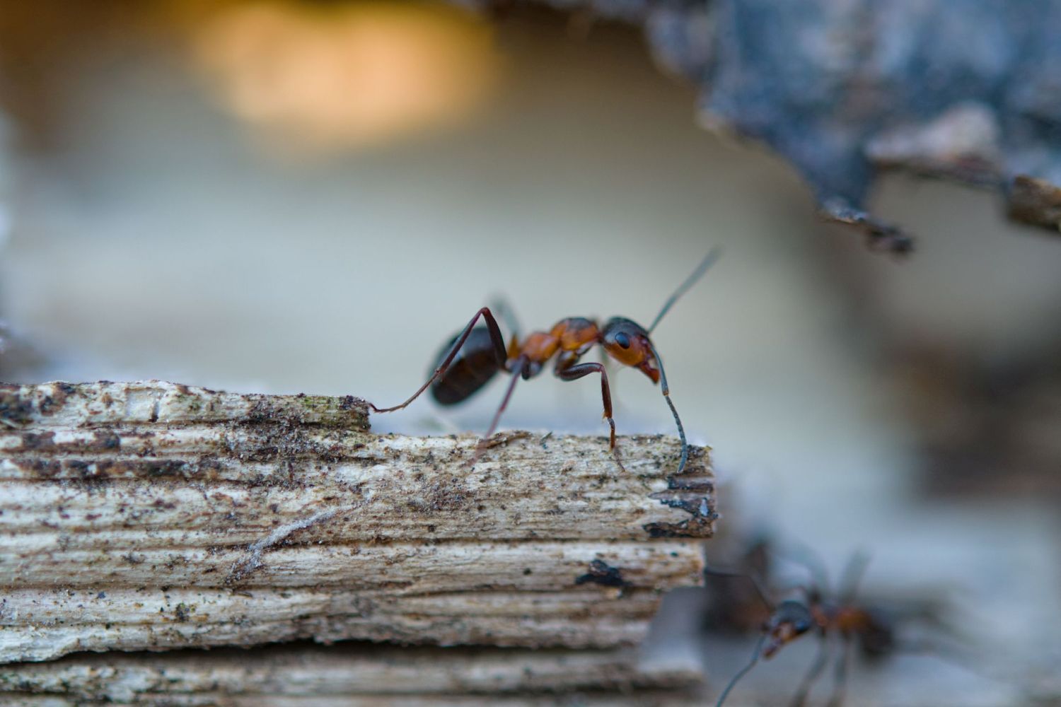 Mrówki opanowały dom i ogród? Rozpyl produkt z kuchni i zapomnij o insektach