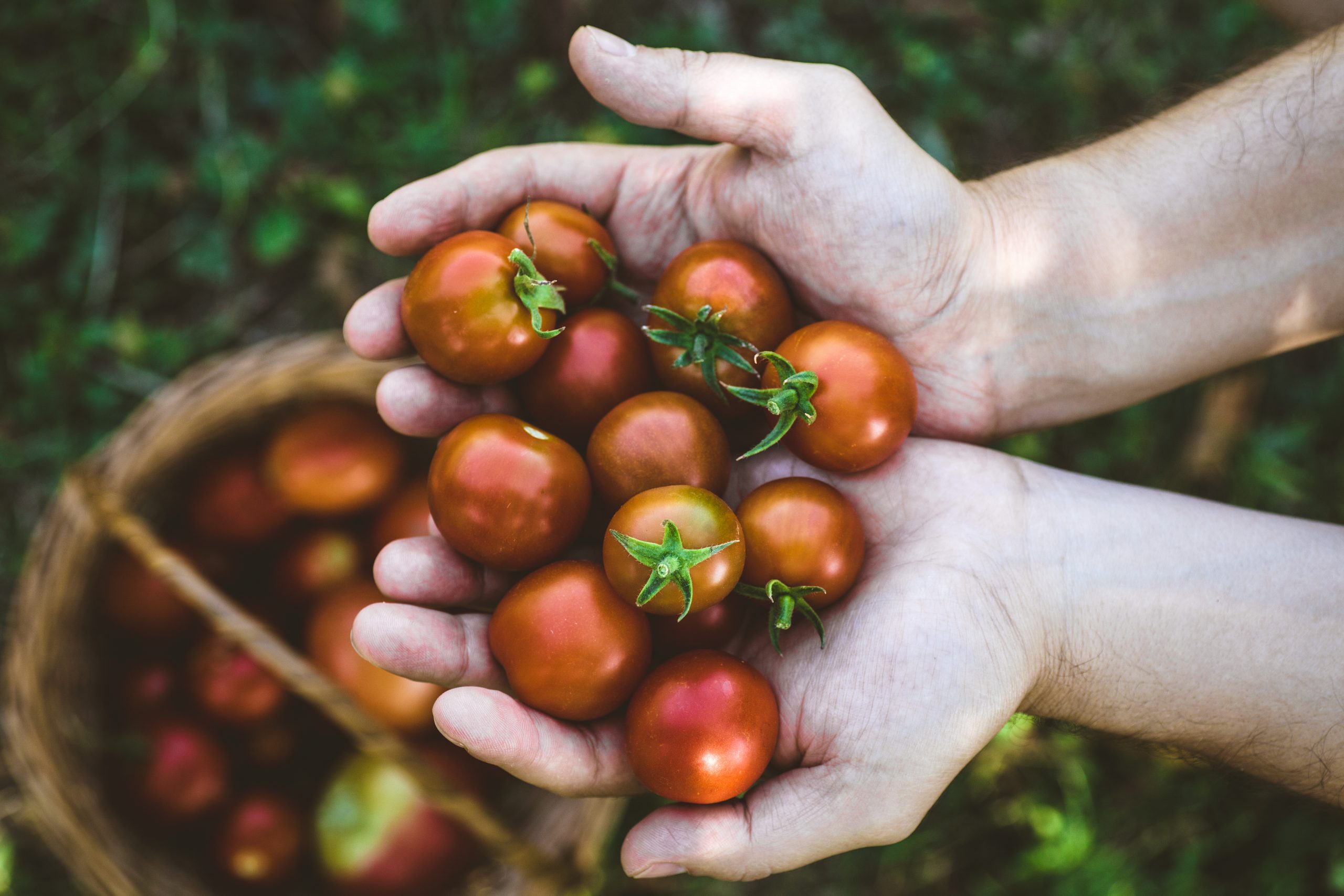 Jak często podlewać pomidory? Liczy się nie tylko pora, ale i produkt. “Świetna wskazówka”