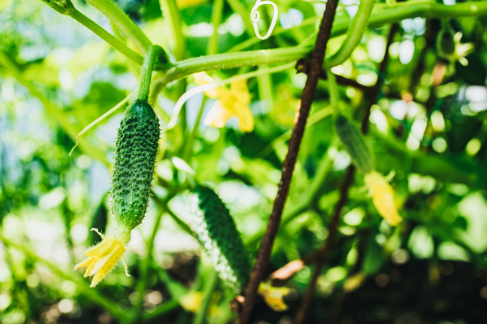 Jak sadzić ogórki? Wypróbuj metodę koreańską! Warzywa będziesz zbierać jeszcze jesienią