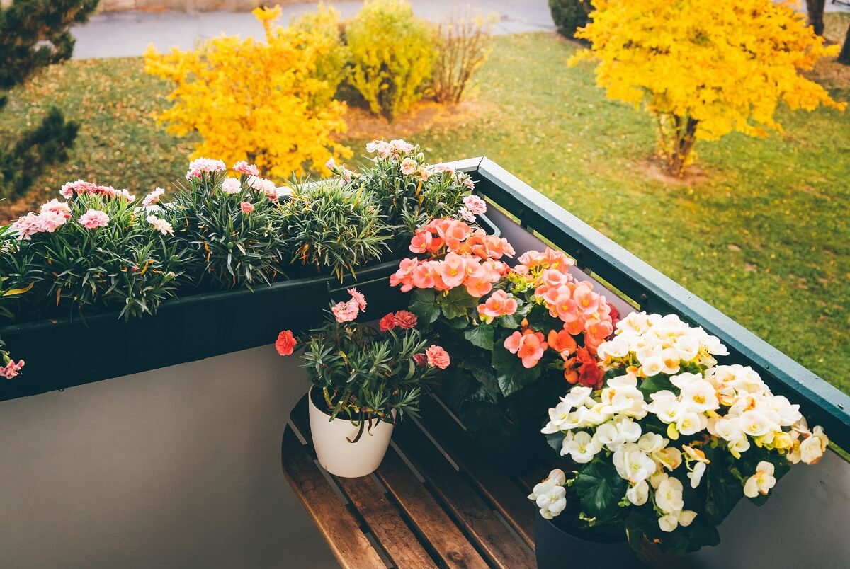 Posadź te kwiaty na jesień na balkon. Tak piękne, że sąsiedzi zzielenieją z zazdrości