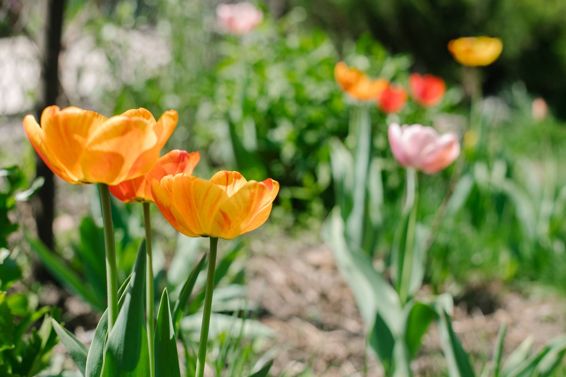 Jak i kiedy sadzić tulipany? Trzymaj się zasady “15:20”, a wiosną kwiaty zaleją ogród
