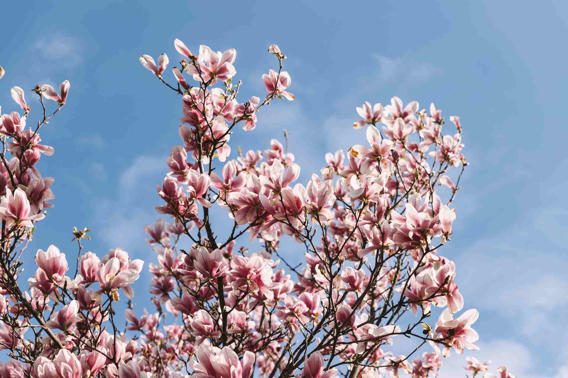Spotęguj piękno razy kilka. Rozmnóż magnolię z gałązki i wzbogać swój ogród