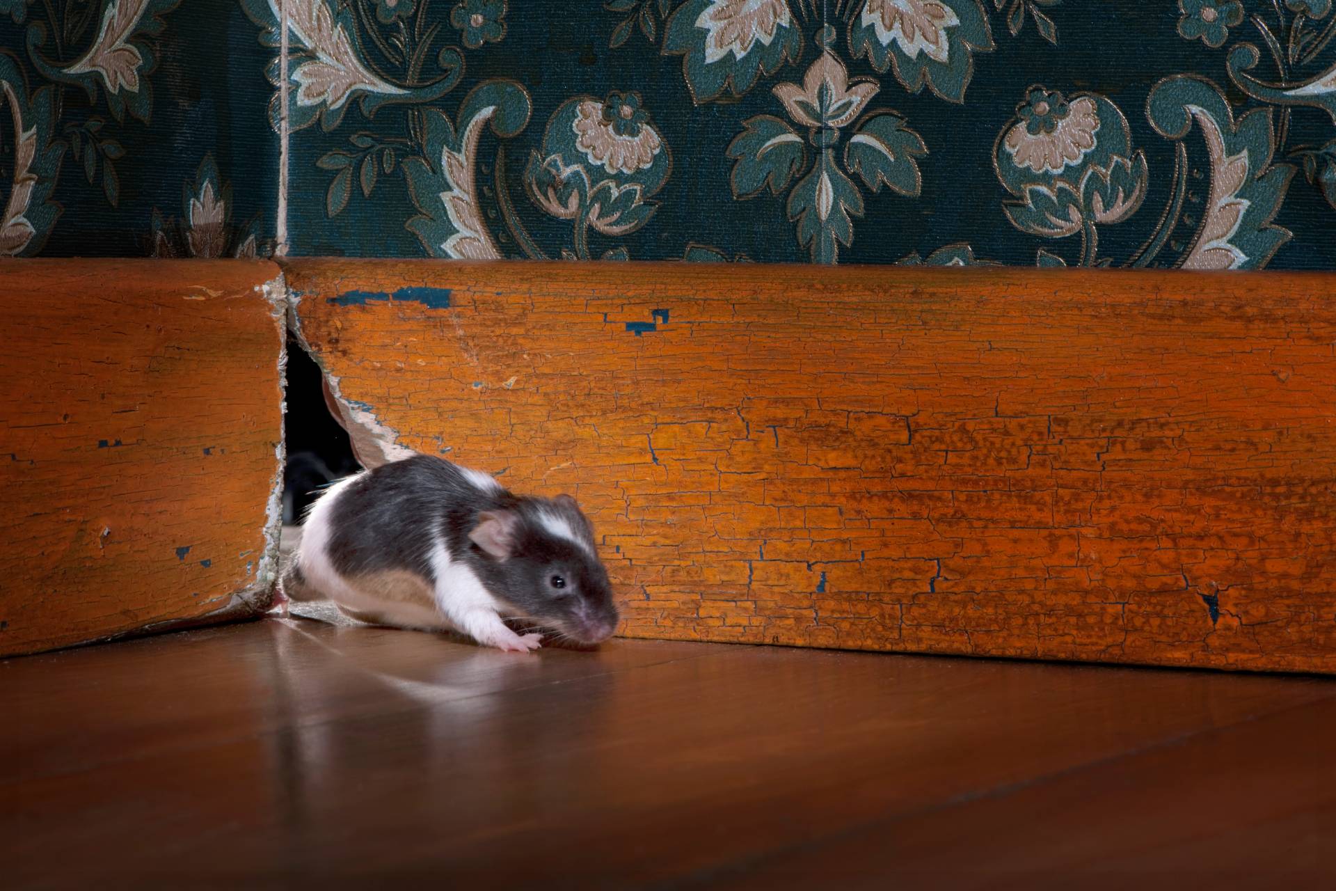Plaga myszy w polskich domach. Jesienią wypędzisz je tylko jednym sposobem