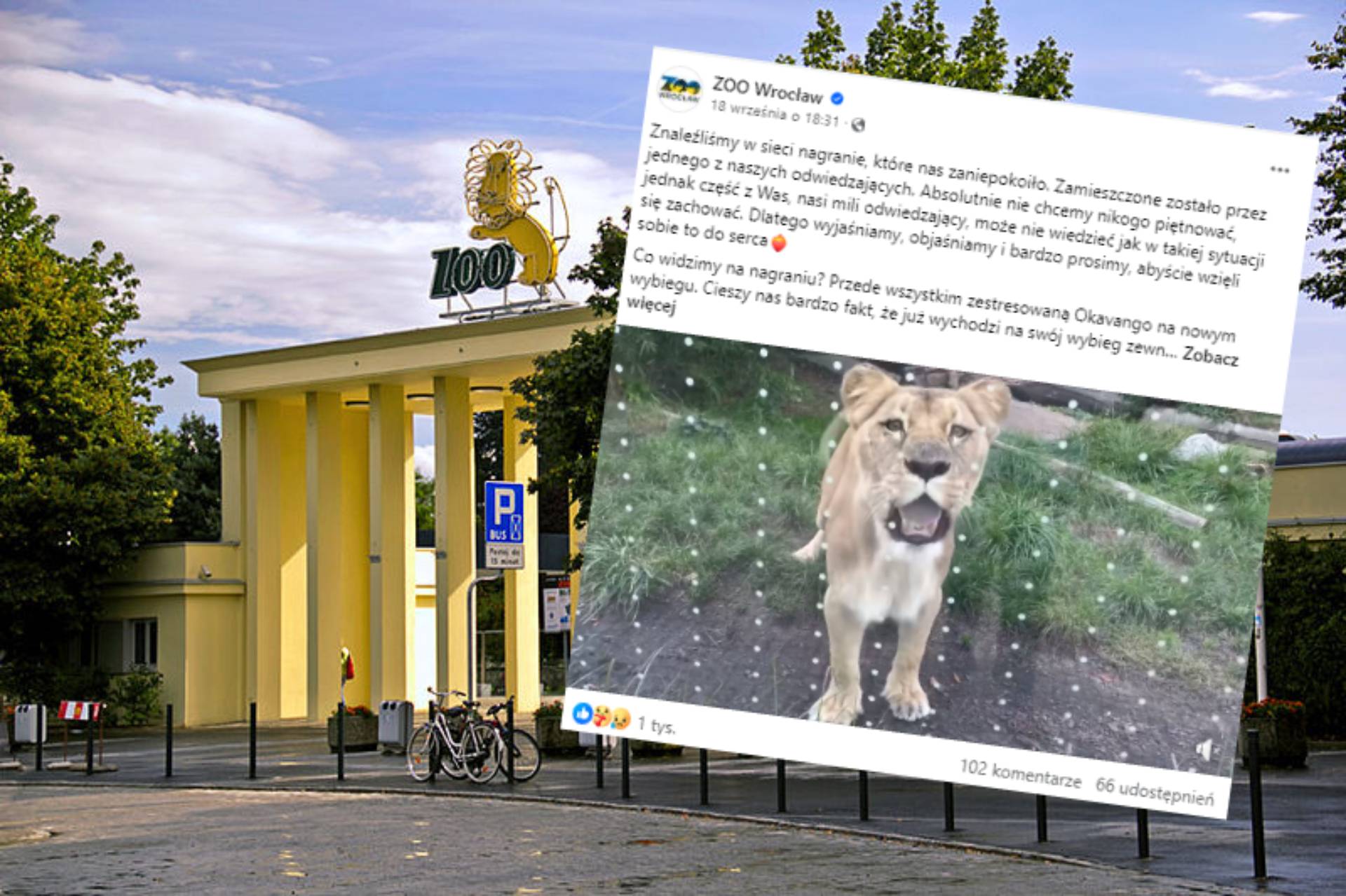 ZOO we Wrocławiu udostępniło niepokojący filmik. Turyści nagrali lwicę