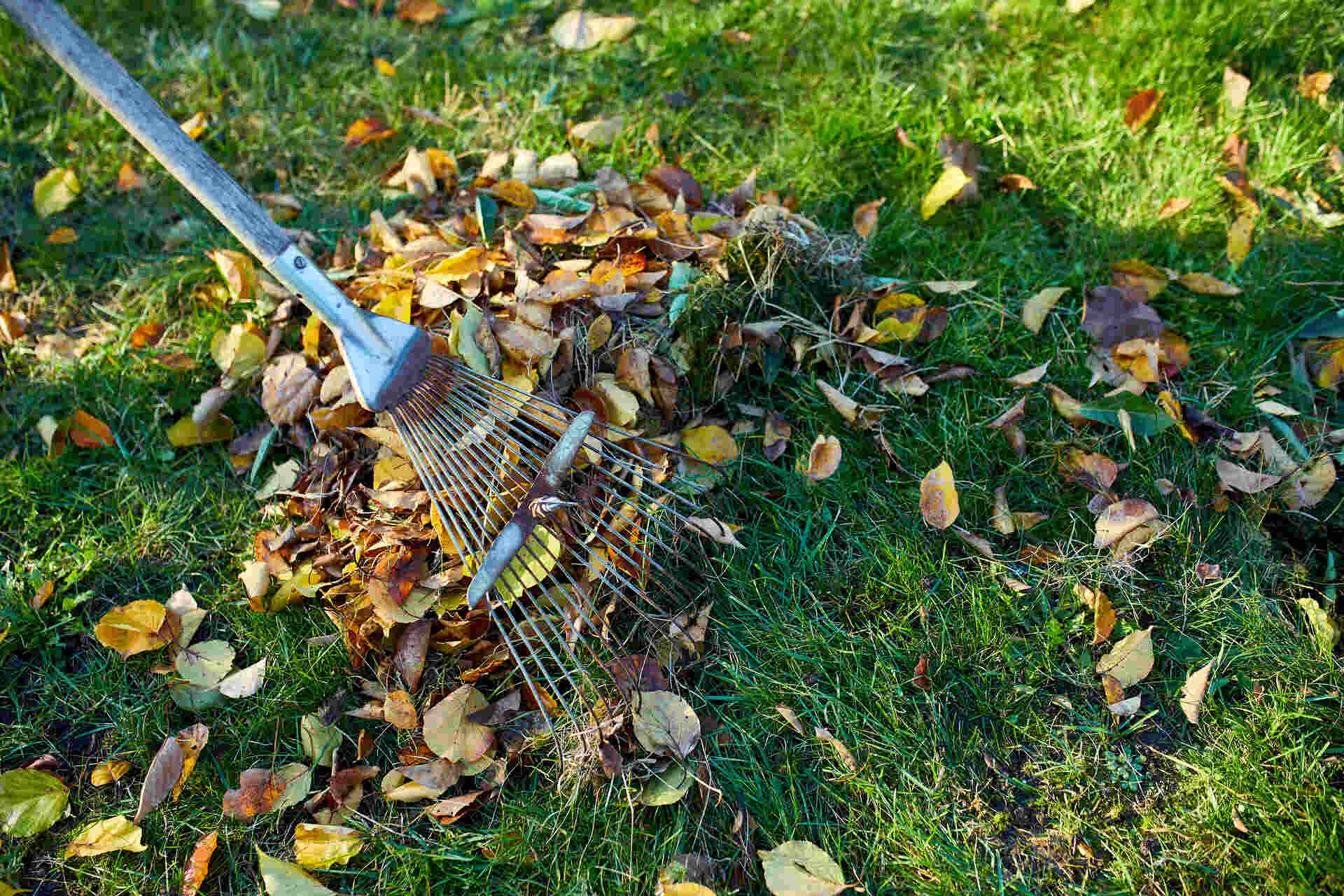 Co zrobić, kiedy liście z drzewa sąsiada zaśmiecają nasz trawnik? Sprawdziliśmy przepisy