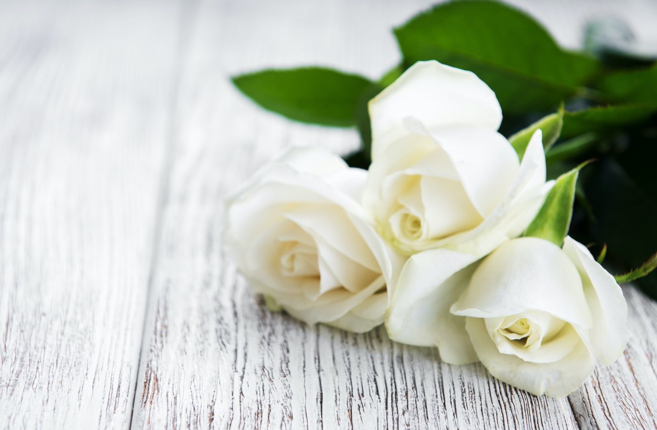 Białe róże – jakie kryją znaczenie? Barwa kwiatów ma swoją unikatową symbolikę