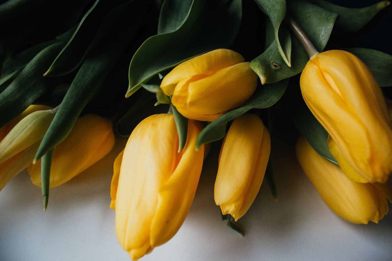 Co oznaczają żółte tulipany? Ta barwa kwiatów to nienajlepszy wybór
