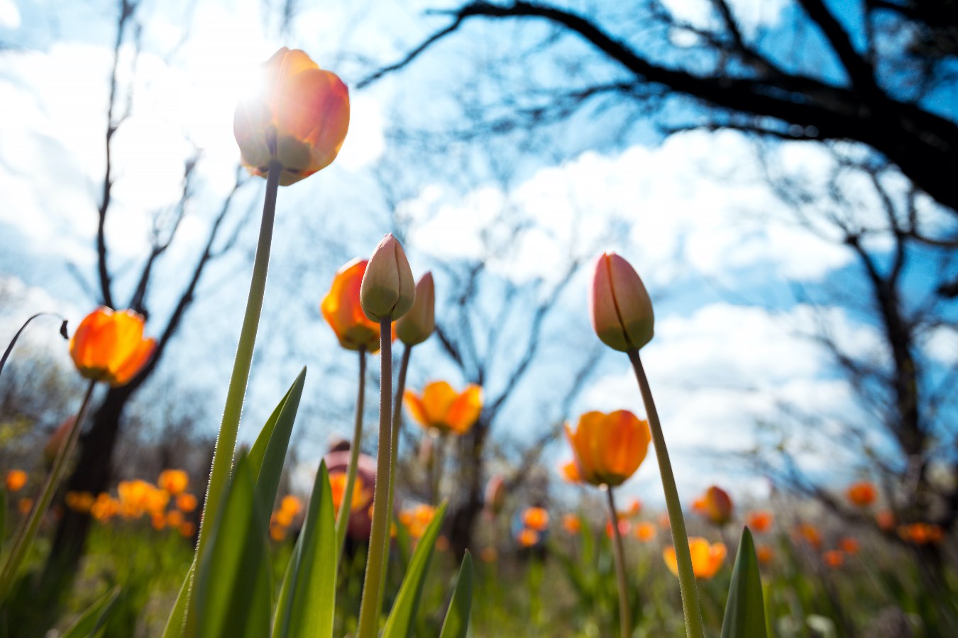 Czy tulipany mogą zmarznąć? Stosuj się do tej zasady, aby chronić kwiaty